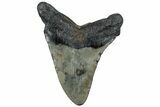 Fossil Megalodon Tooth - South Carolina #307535-1